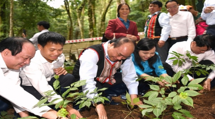 Chính phủ Việt Nam trong cuộc chiến bảo vệ giống cây quý Sâm ngọc linh